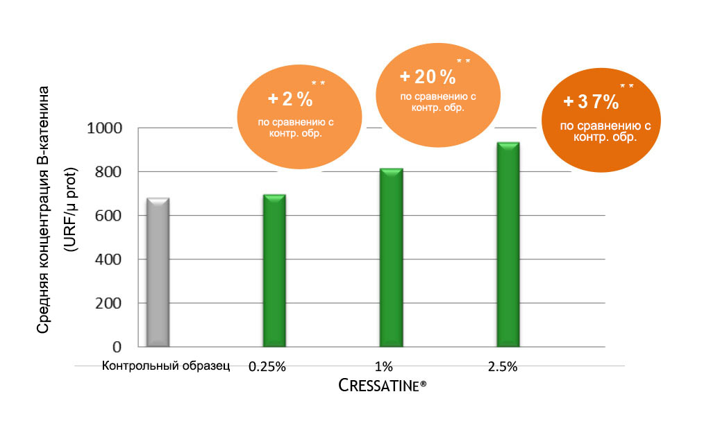 АКТИВАЦИЯ СИГНАЛЬНОГО ПУТИ WNT/B-КАТЕНИНА